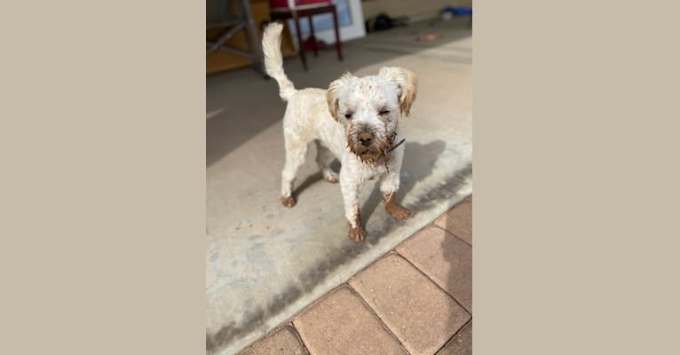 Photo of Cody, a Poodle (Small), American Pit Bull Terrier, Miniature Pinscher, Shih Tzu, Pomeranian, and Mixed mix in Phoenix, Arizona, USA