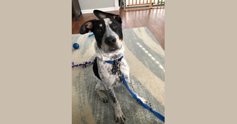 Photo of Milo, an American Pit Bull Terrier, Australian Cattle Dog, Mountain Cur, and Mixed mix in Louisiana, USA