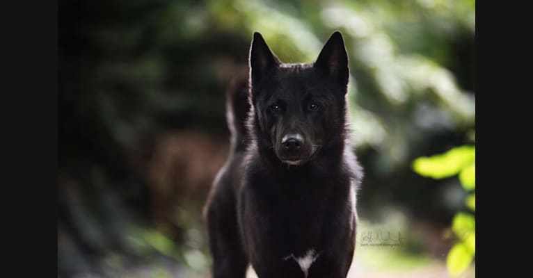 Moshae, a Canaan Dog tested with EmbarkVet.com