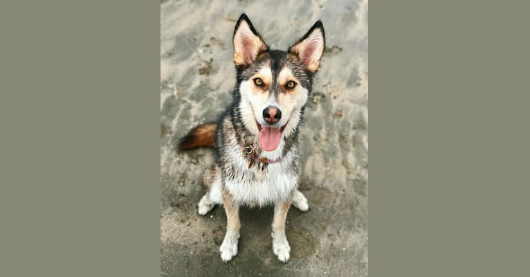 Zuko, a Siberian Husky and German Shepherd Dog mix tested with EmbarkVet.com