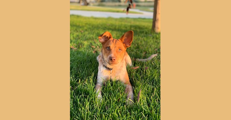 Copper, an Australian Cattle Dog and Chihuahua mix tested with EmbarkVet.com