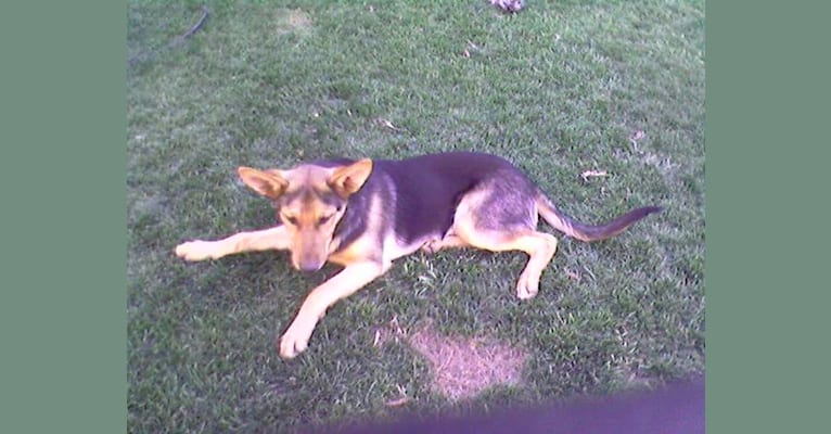 Lukas, a German Shepherd Dog and Australian Cattle Dog mix tested with EmbarkVet.com