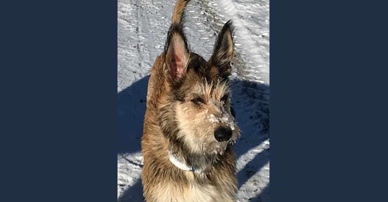 Dixie, a Berger Picard tested with EmbarkVet.com