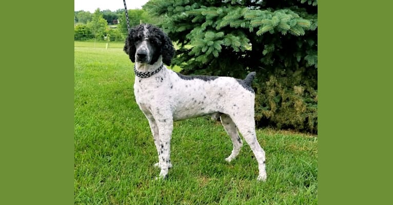 Dudley, a Poodle (Standard) tested with EmbarkVet.com