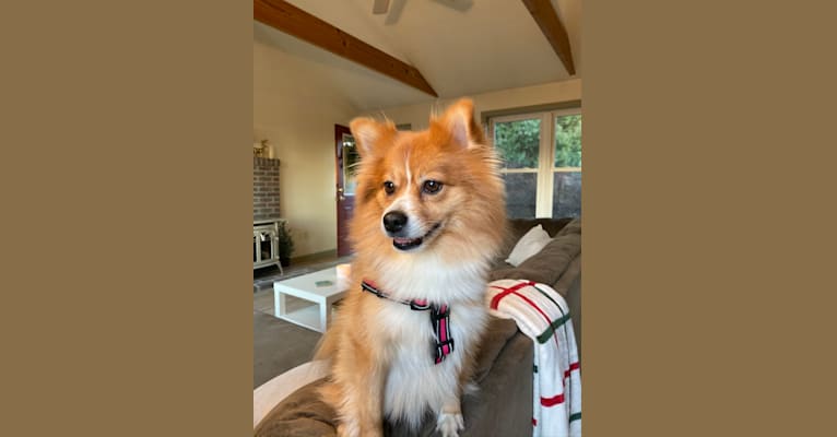 Lucy, a Pomeranian tested with EmbarkVet.com