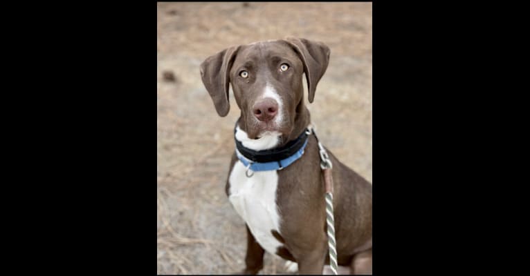 George, a German Shorthaired Pointer and American Pit Bull Terrier mix tested with EmbarkVet.com