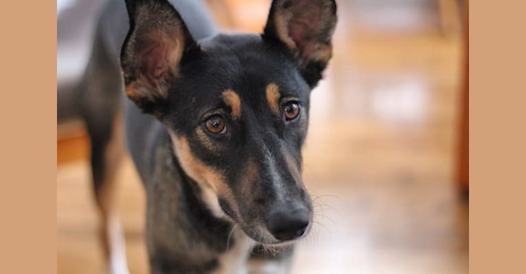 Olive, a South Asian Village Dog tested with EmbarkVet.com