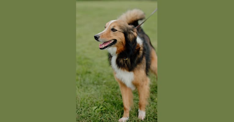 Molly Grace of Shepherd's View, an English Shepherd tested with EmbarkVet.com