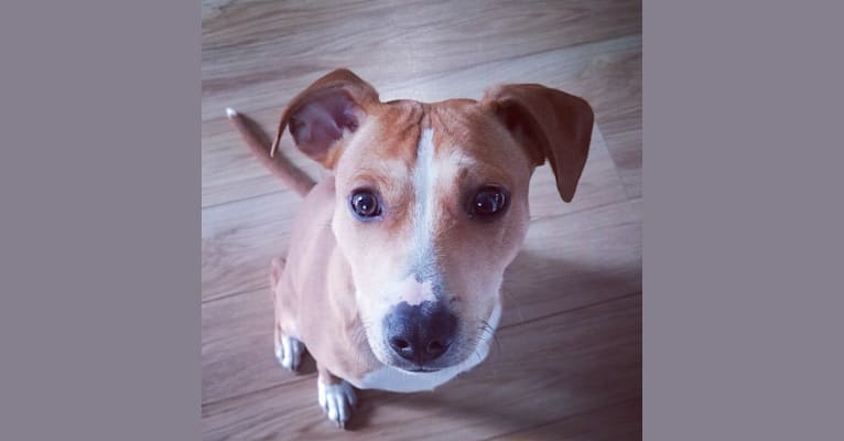 Embark Dog Dna Test Breed