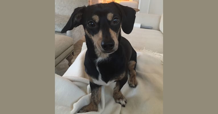Marlee, a Dachshund and Chihuahua mix tested with EmbarkVet.com