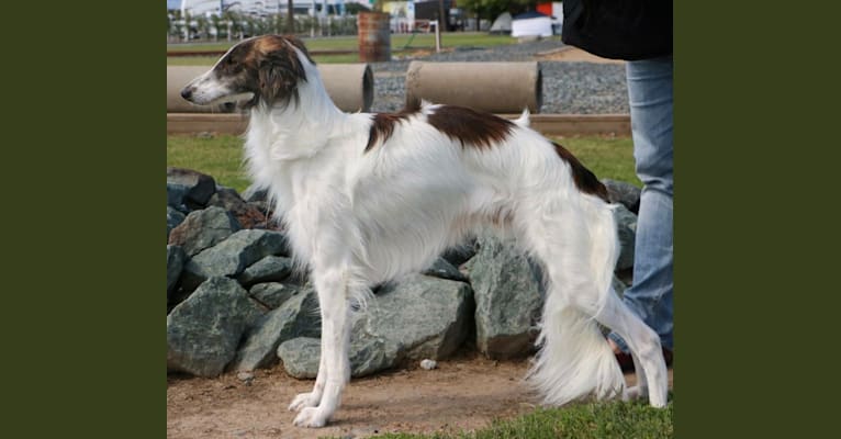 Mike, a Silken Windhound tested with EmbarkVet.com