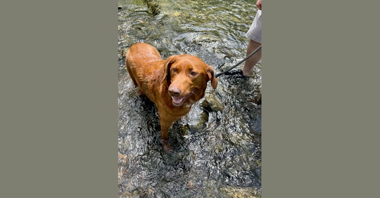 Photo of Scarlett, a Redbone Coonhound, Labrador Retriever, and Australian Cattle Dog mix in Little Rock, Arkansas, USA