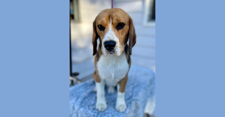 Tex, a Beagle tested with EmbarkVet.com
