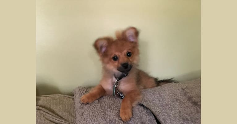 Biggie Smalls, a Pomeranian and Chihuahua mix tested with EmbarkVet.com