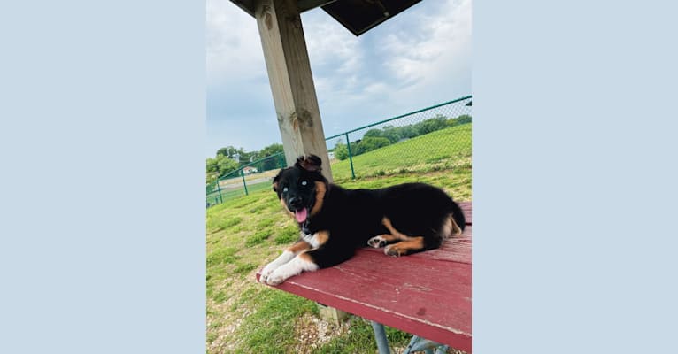 Nova, an Australian Shepherd Group tested with EmbarkVet.com