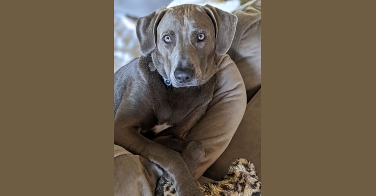 Bandit, a Blue Lacy tested with EmbarkVet.com