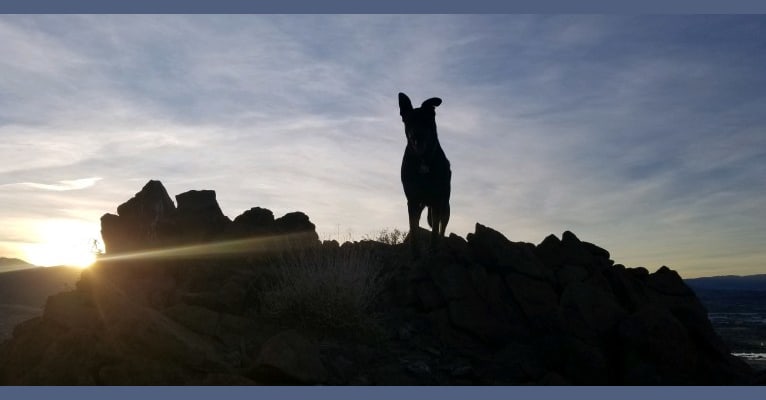 Kiss, a German Shepherd Dog and Rottweiler mix tested with EmbarkVet.com