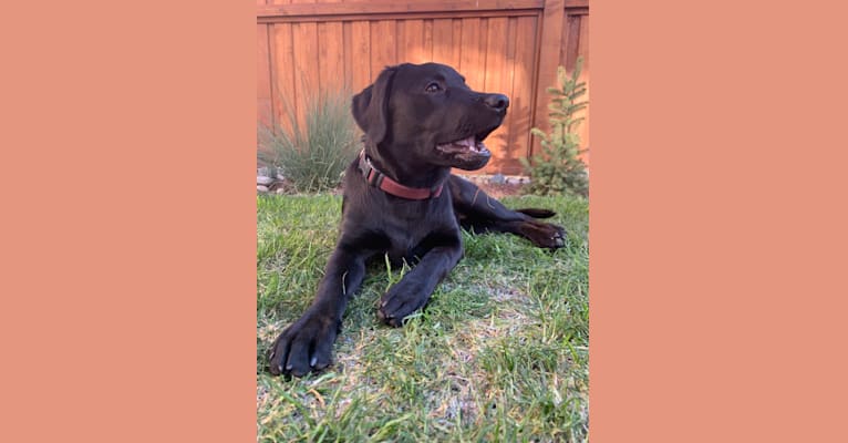 Finny, a Labrador Retriever tested with EmbarkVet.com