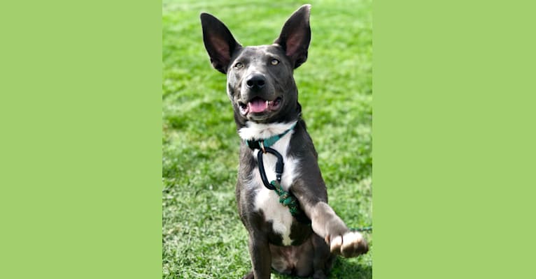 Zia, a Border Collie and American Bully mix tested with EmbarkVet.com