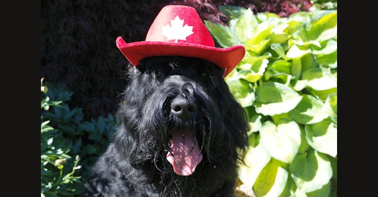 Kicka, a Black Russian Terrier tested with EmbarkVet.com
