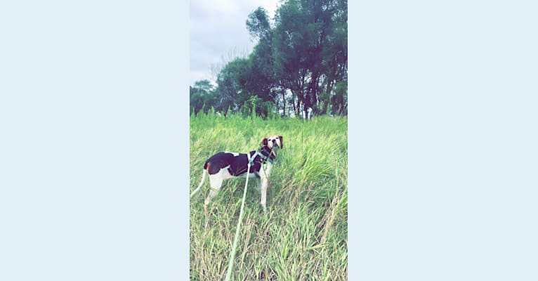 Photo of Rosie, a Treeing Walker Coonhound  in Sioux City, Iowa, USA