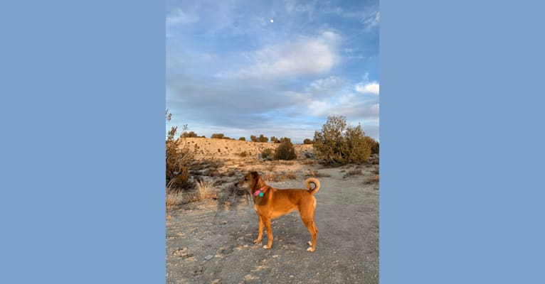 Sasha, a Russell-type Terrier and Labrador Retriever mix tested with EmbarkVet.com