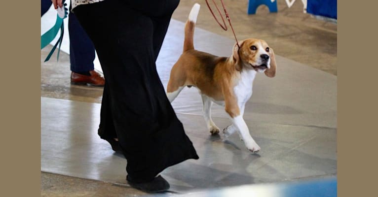Peter, a Beagle tested with EmbarkVet.com
