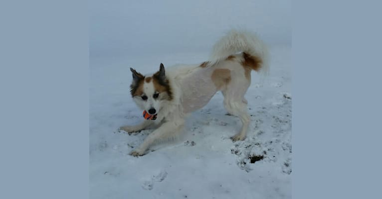 Jada, a Keeshond and Siberian Husky mix tested with EmbarkVet.com