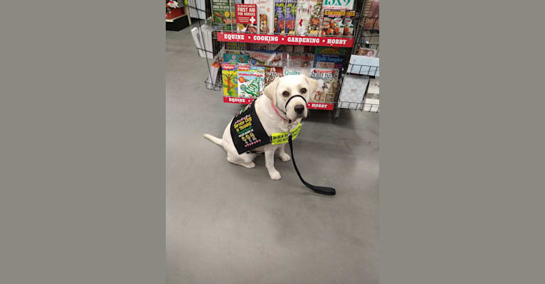 Missy, a Labrador Retriever tested with EmbarkVet.com