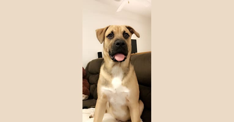 Storm, a Boxer and Akita mix tested with EmbarkVet.com