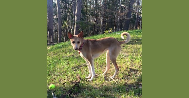 Lolly, an African Village Dog tested with EmbarkVet.com