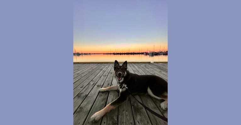 Cali, a German Shepherd Dog and Siberian Husky mix tested with EmbarkVet.com