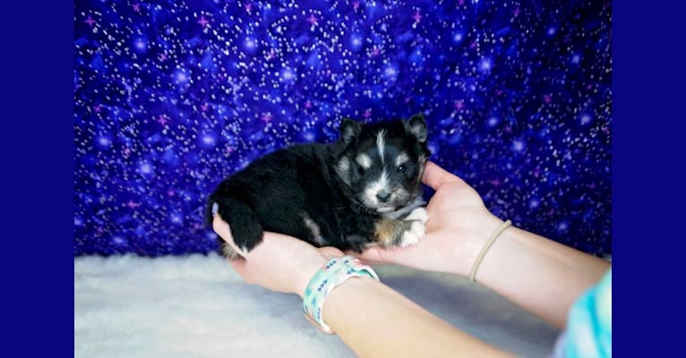 Photo of Amy Becky’s pup, a Pomsky  in Maine Aim Ranch, King, Allerton, IA, USA