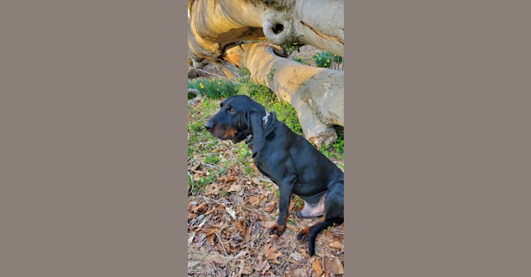 Rufus, a Black and Tan Coonhound tested with EmbarkVet.com
