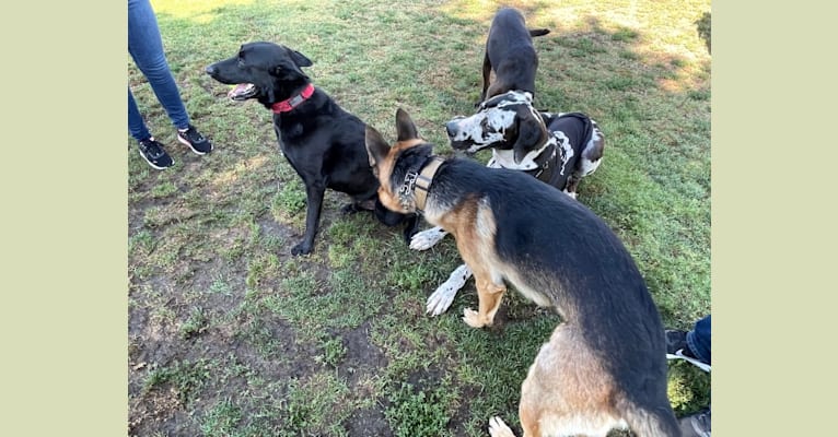 SSG Cash, a German Shepherd Dog tested with EmbarkVet.com