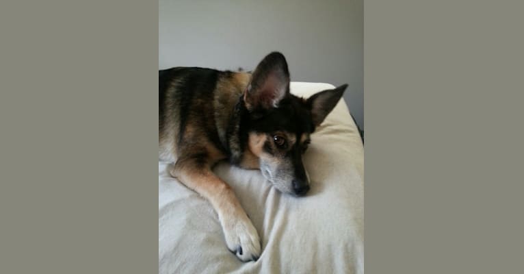 Kiara, a Beagle and Norwegian Elkhound mix tested with EmbarkVet.com