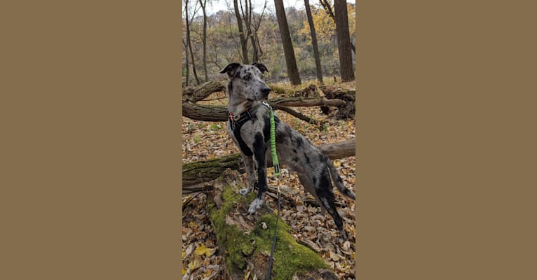 Photo of Livin' Wild's Truth Be Told - Frankly, a Border Collie, Whippet, and Mixed mix in St Clair, MO, USA