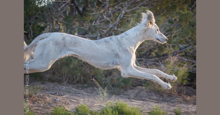 Silver, a Saluki tested with EmbarkVet.com