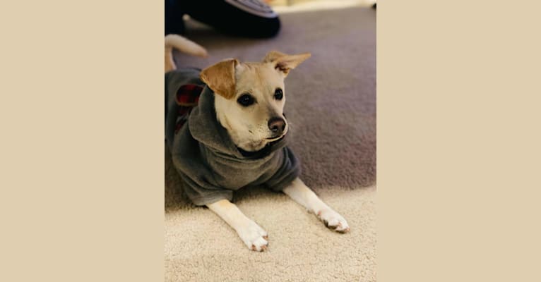 Charlie, a Chihuahua and Maltese mix tested with EmbarkVet.com