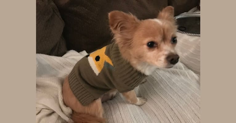 Lola June, a Japanese or Korean Village Dog tested with EmbarkVet.com
