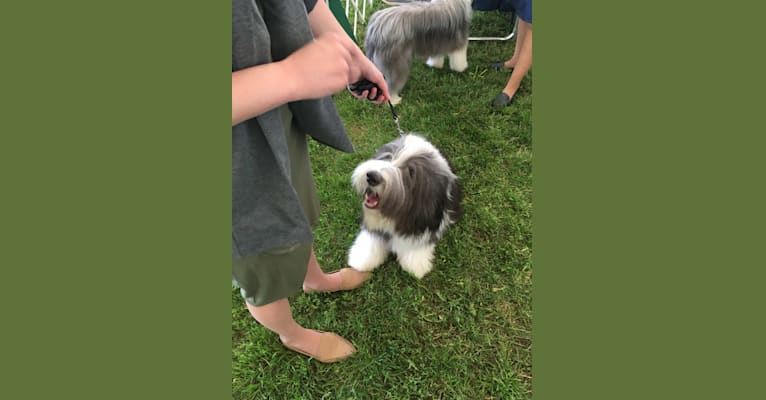 Brampton’s Let it be (Sam), a Bearded Collie tested with EmbarkVet.com