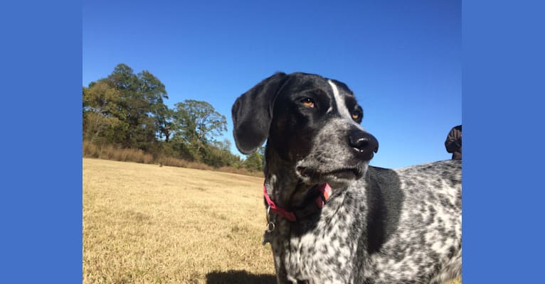 Luna, a Coonhound and Great Pyrenees mix tested with EmbarkVet.com