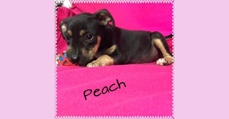 Peaches, an American Pit Bull Terrier and Golden Retriever mix tested with EmbarkVet.com
