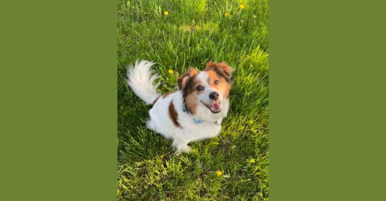 Photo of Cooper, an Australian Cattle Dog, Shih Tzu, Beagle, Akita, Shetland Sheepdog, and Mixed mix in Bethel, Vermont, USA