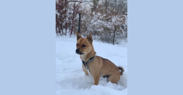 Photo of Tucker, a Chow Chow, Chihuahua, and Mixed mix in New York, New York, USA