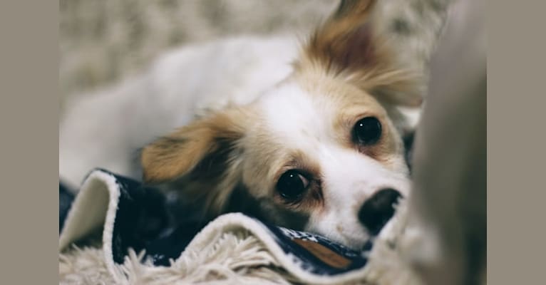 Lizzy (Eliza/Elizabeth), an Eastern European Village Dog and Pekingese mix tested with EmbarkVet.com