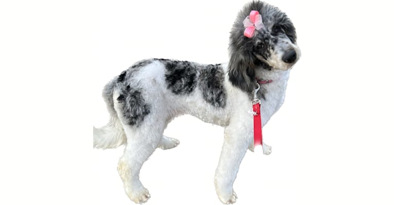 Gracie, a Poodle (Standard) tested with EmbarkVet.com