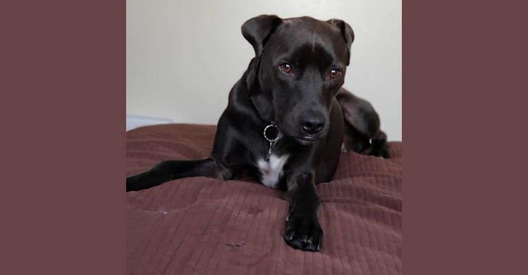 Embark Dog Dna Test Breed