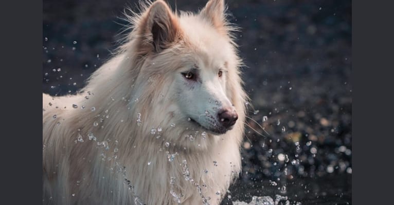 Nymeria, a Canadian Eskimo Dog and Alaskan Malamute mix tested with EmbarkVet.com