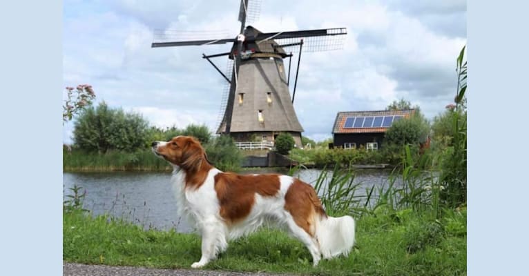 Duckhills Joy Tino of Yoop, a Nederlandse Kooikerhondje tested with EmbarkVet.com